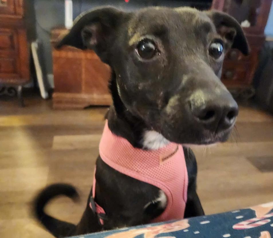 Trixie, Adoptable, Adult Female Dachshund & Chihuahua.