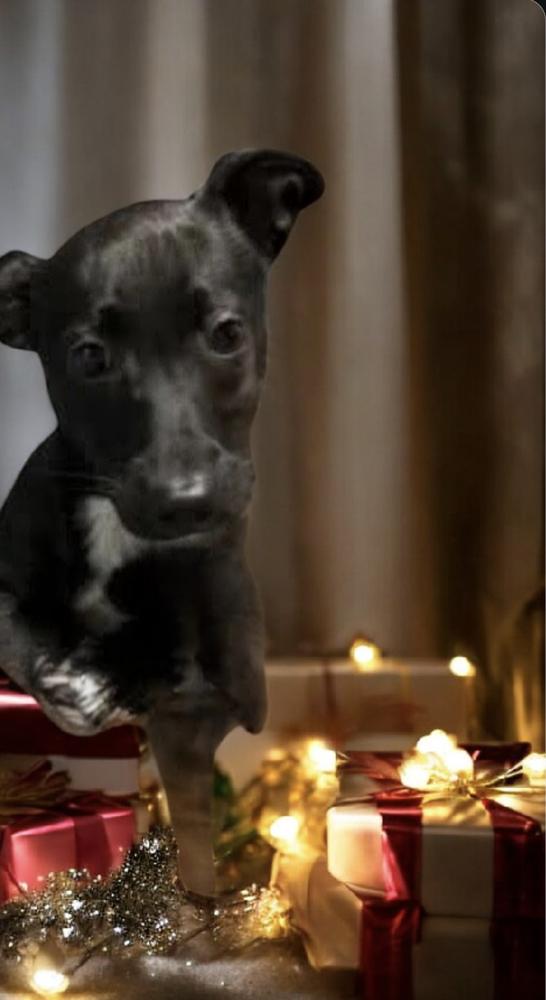 Enlarge Trixie, a Adoptable mixed breed in Statesville, NC image 2/2