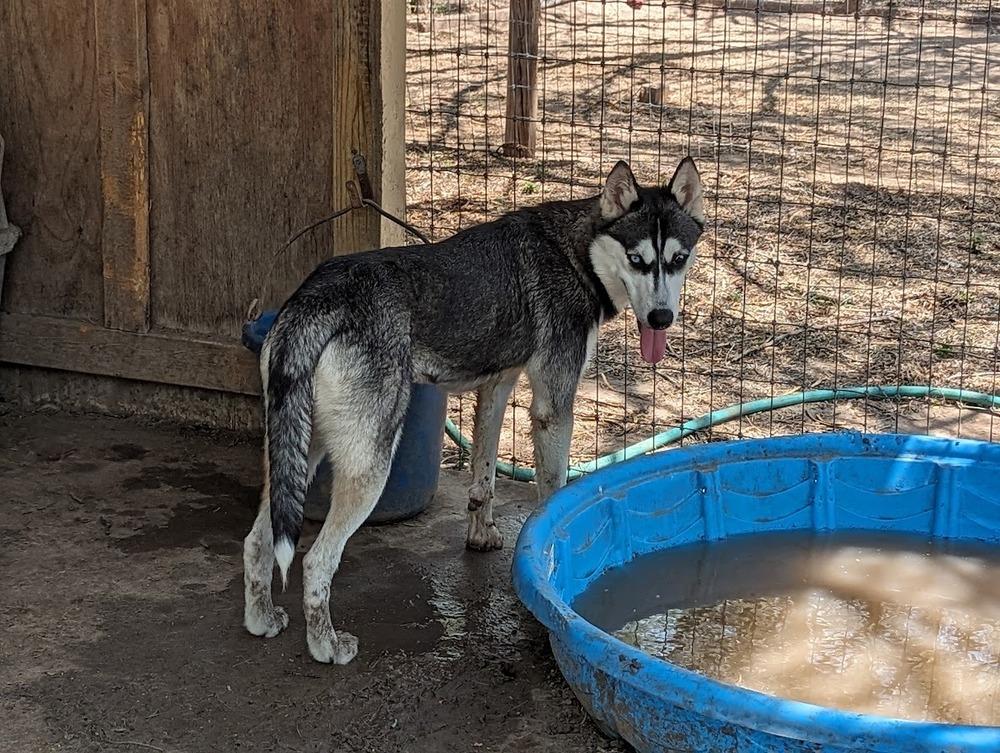 Dashley, Adoptable, Adult Female Siberian Husky.