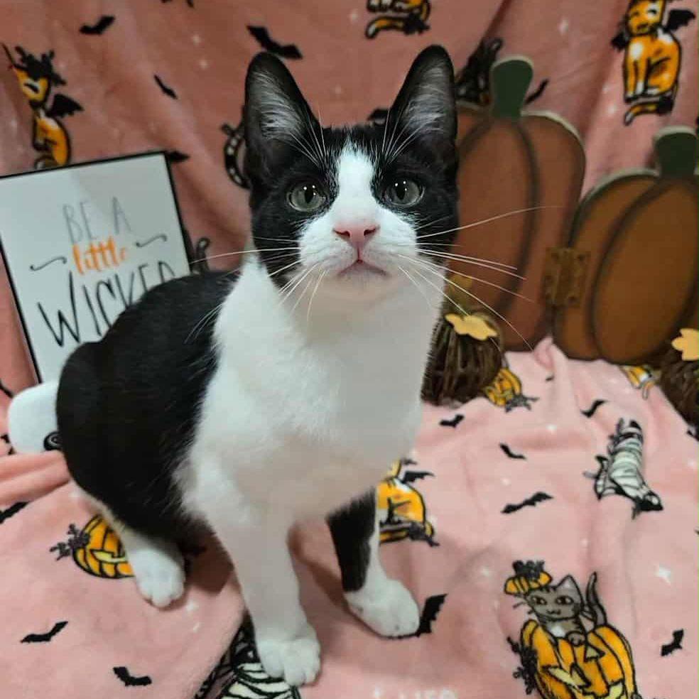 Enlarge MERCUTIO - Shakespeare kittens, a Adoptable Domestic Short Hair in Akron, OH image 2/3