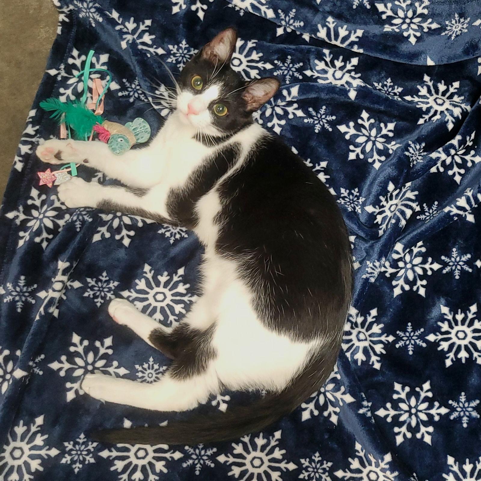 MERCUTIO - Shakespeare kittens, Adoptable, Young Male Domestic Short Hair.