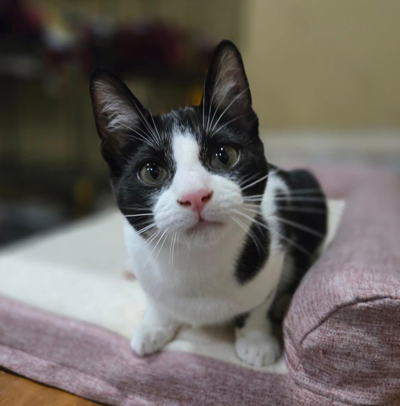 MERCUTIO - Shakespeare kittens, a Adoptable Domestic Short Hair in Akron, OH image 1/3
