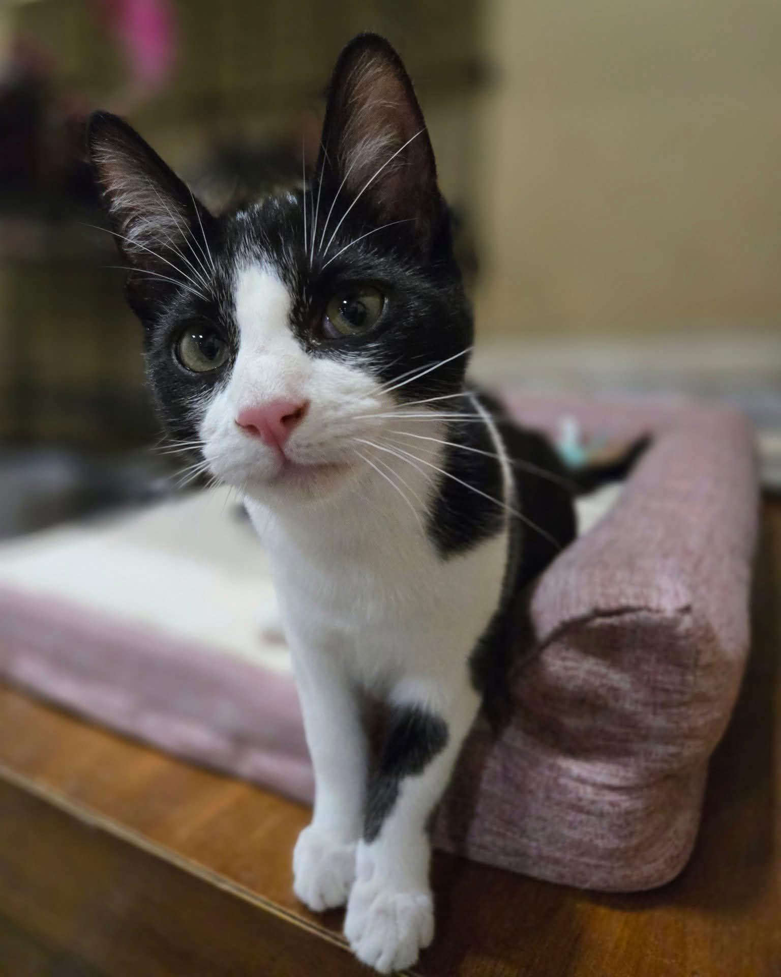 MERCUTIO - Shakespeare kittens, a Adoptable Domestic Short Hair in Akron, OH image 3/3