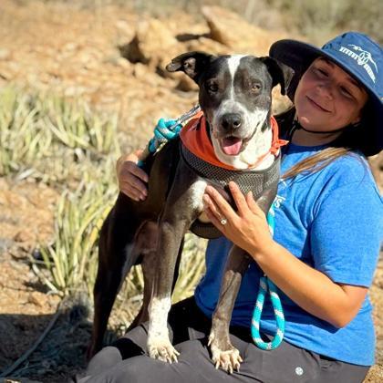 Enlarge Bao*, a Adoptable mixed breed in El Paso, TX image 1/3