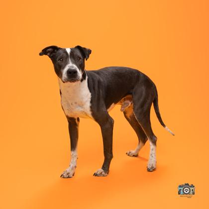Enlarge Bao*, a Adoptable mixed breed in El Paso, TX image 2/3