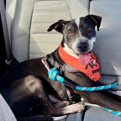 Enlarge Bao*, a Adoptable mixed breed in El Paso, TX image 3/3
