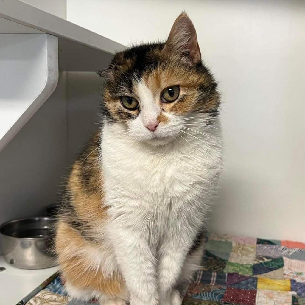 Enlarge Cindy Catpurr, a Adoptable Domestic Short Hair in Troy, IL image 1/2