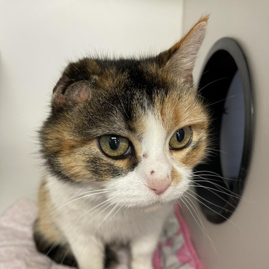 Enlarge Cindy Catpurr, a Adoptable Domestic Short Hair in Troy, IL image 2/2