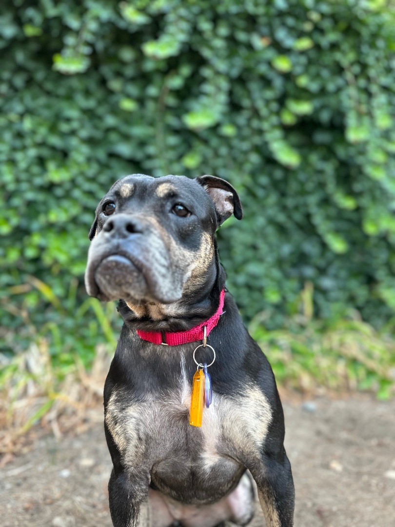 Graham , Adopted, Adult Female Pit Bull Terrier & Australian Cattle Dog / Blue Heeler.