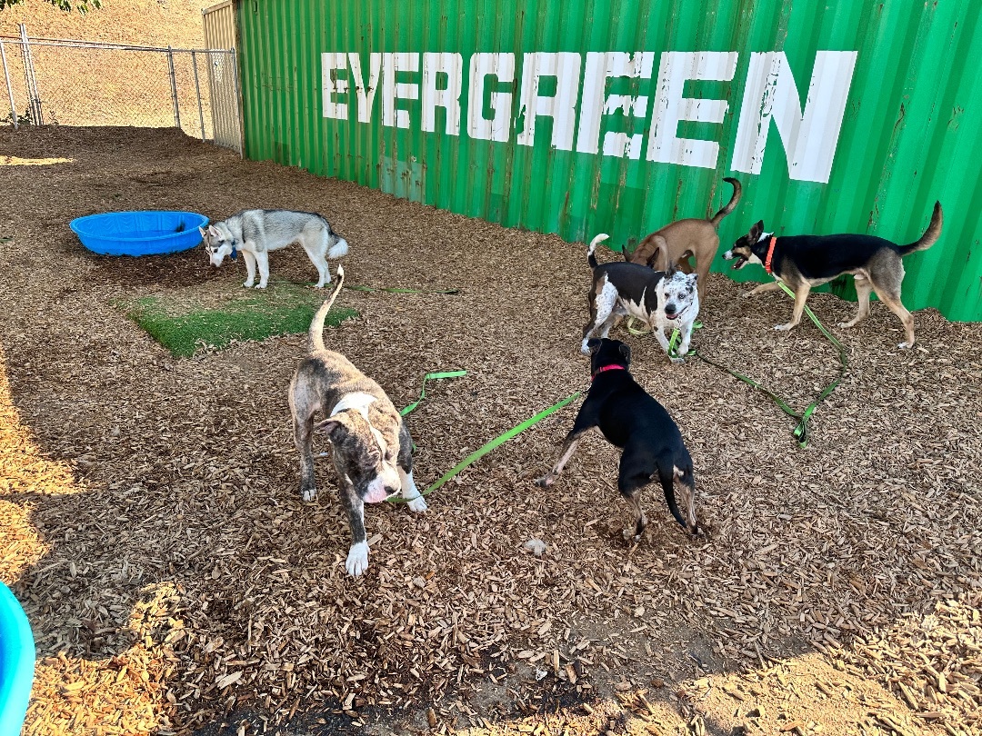 Enlarge Graham , a Adopted mixed breed in Tacoma, WA image 2/6