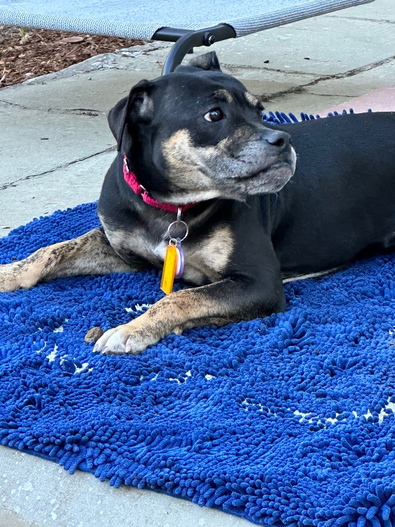 Enlarge Graham , a Adopted mixed breed in Tacoma, WA image 3/6