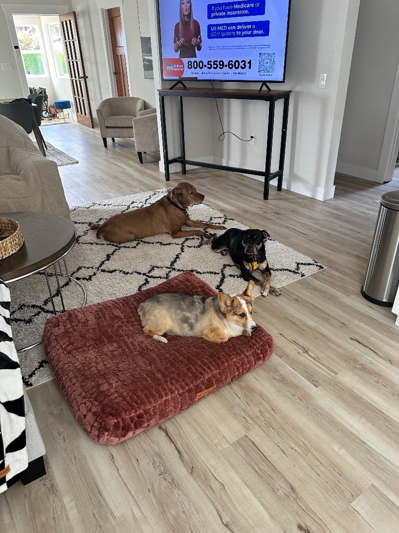 Enlarge Graham , a Adopted mixed breed in Tacoma, WA image 4/6