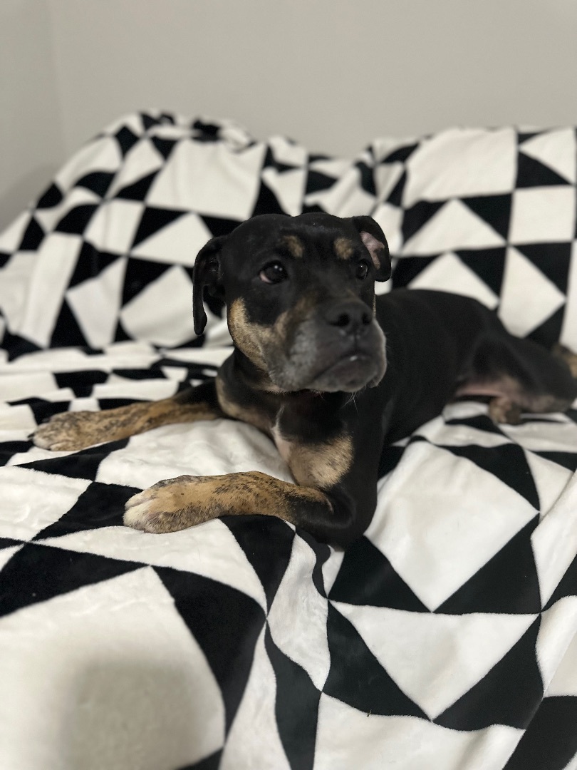 Enlarge Graham , a Adopted mixed breed in Tacoma, WA image 6/6