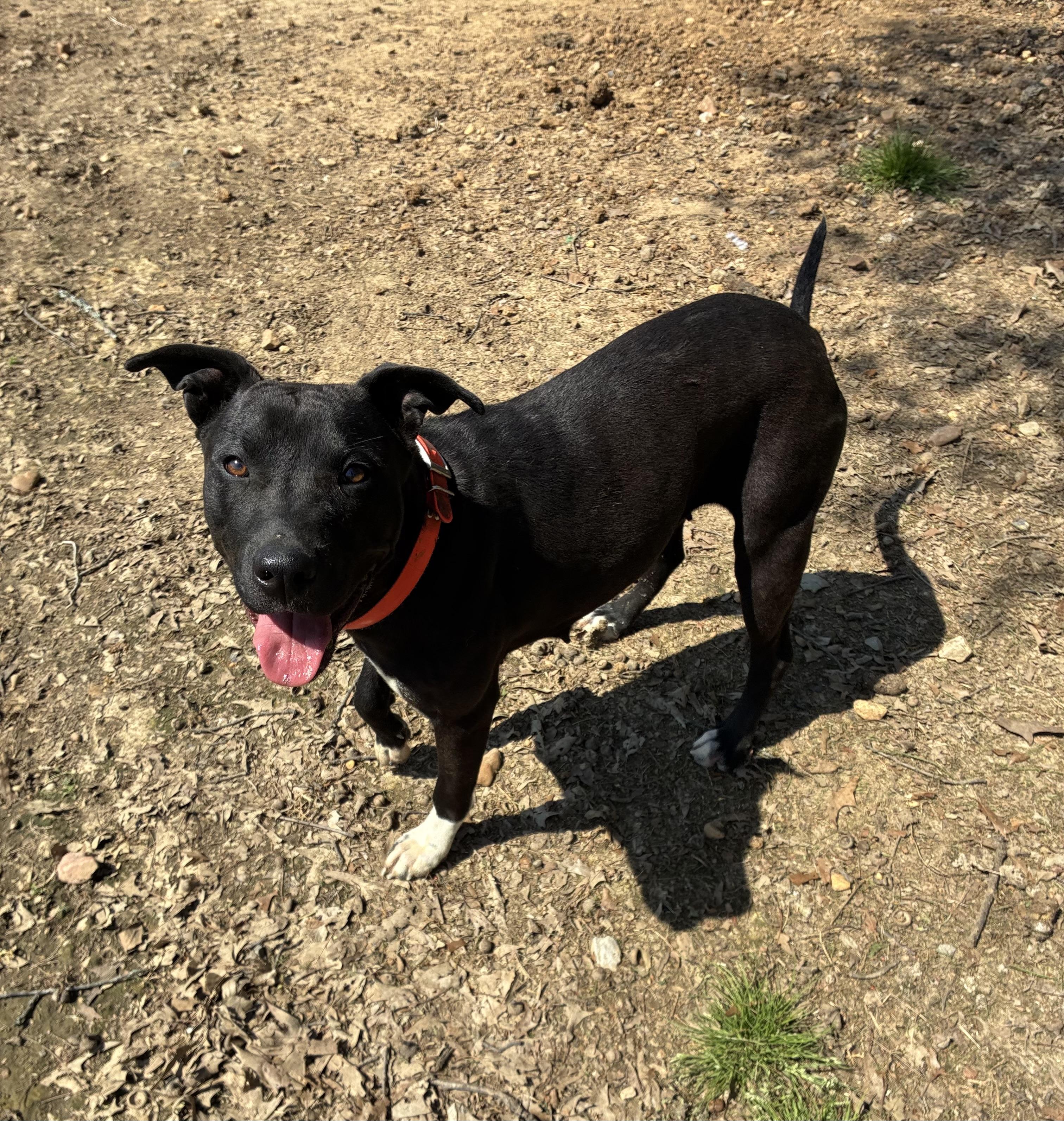 Enlarge Bree, a Adoptable Retriever in Senatobia, MS image 2/3