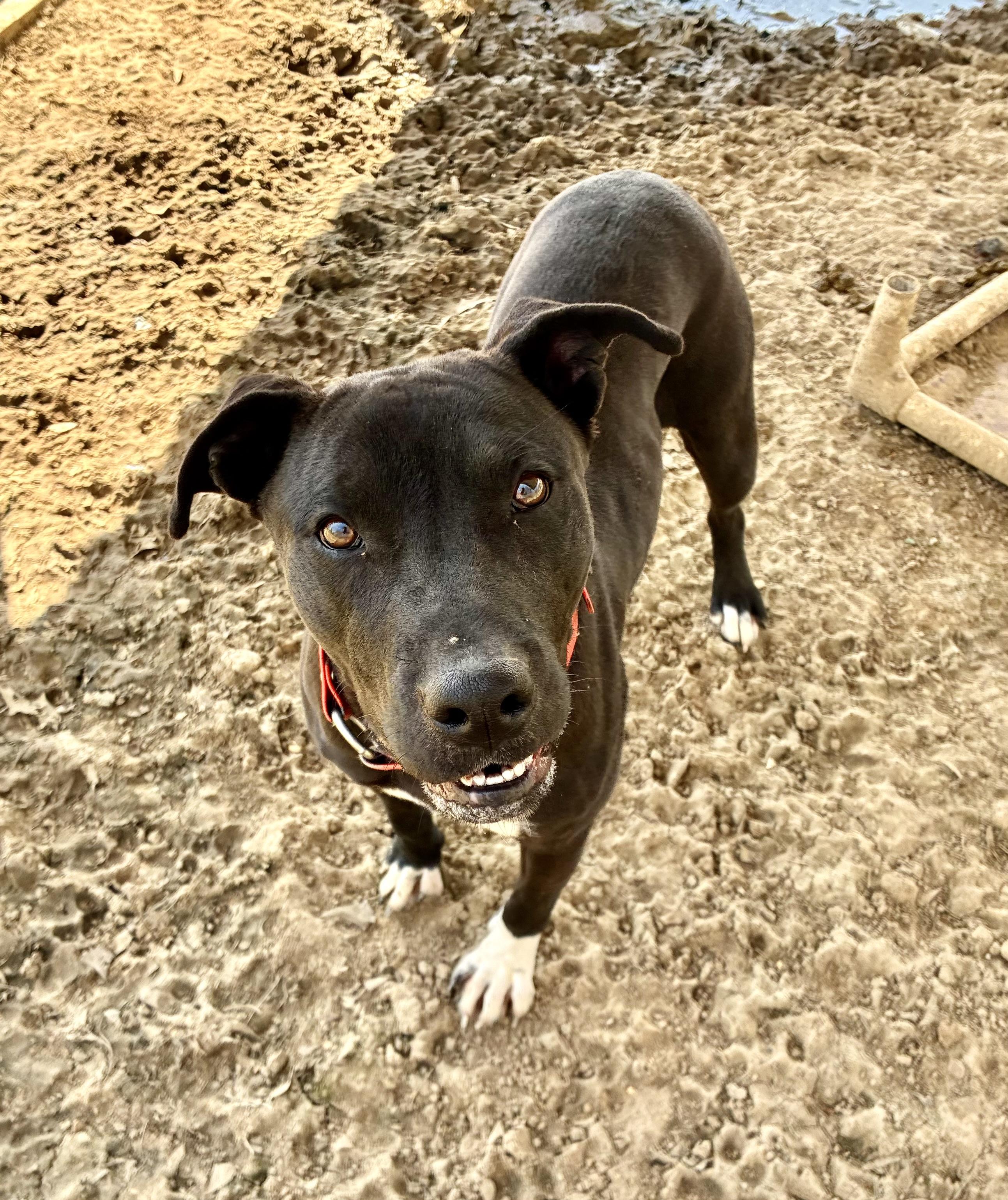 Bree, Adoptable, Adult Female Retriever.