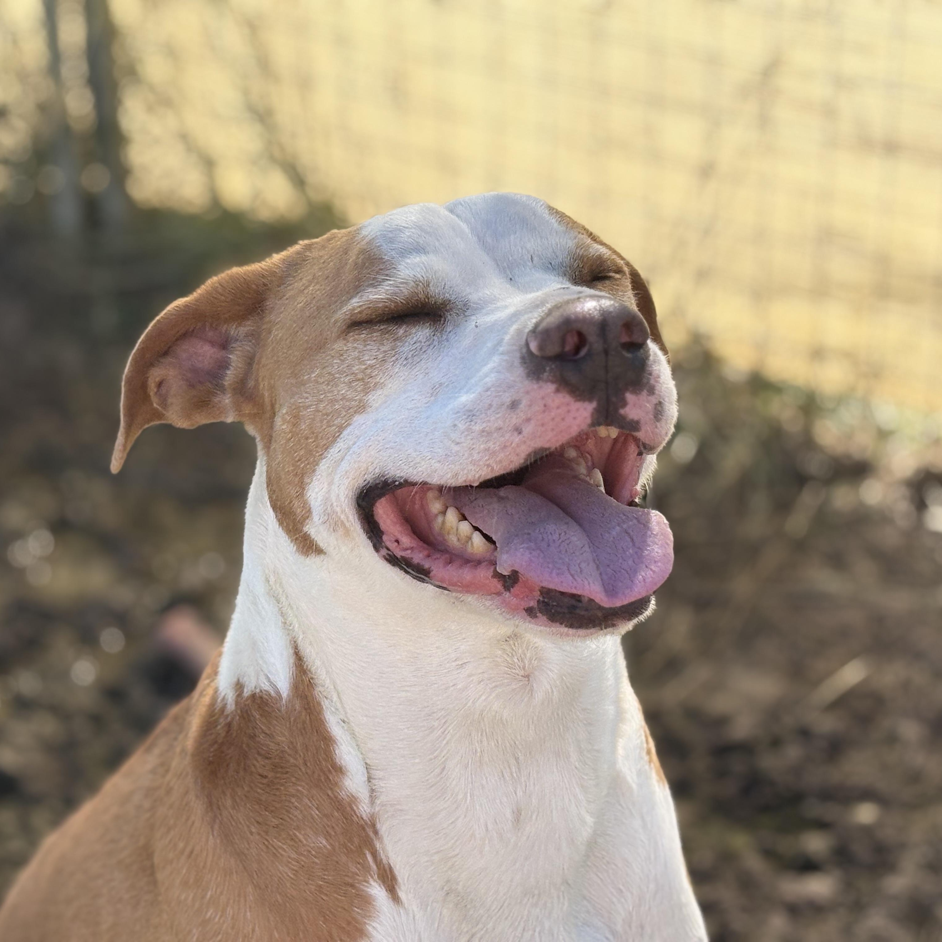 Enlarge *Elmo, a Adoptable Pit Bull Terrier in Justin, TX image 4/5