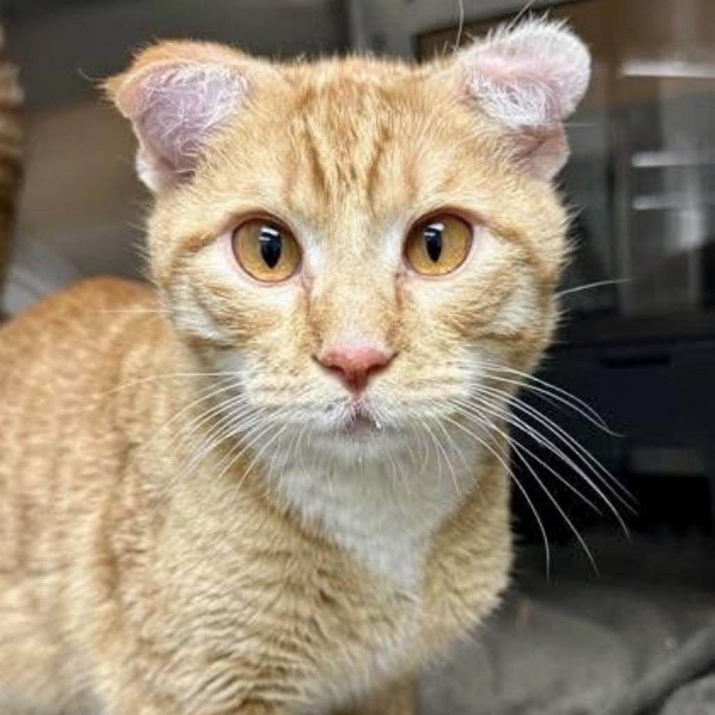 Enlarge Xeno, a Adoptable Domestic Short Hair in Granby, MO image 1/1