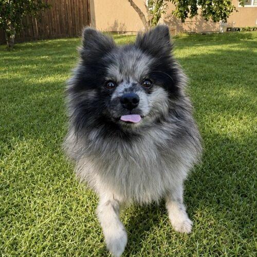 Enlarge Kenny, a Adoptable Pomeranian in Coachella, CA image 1/1