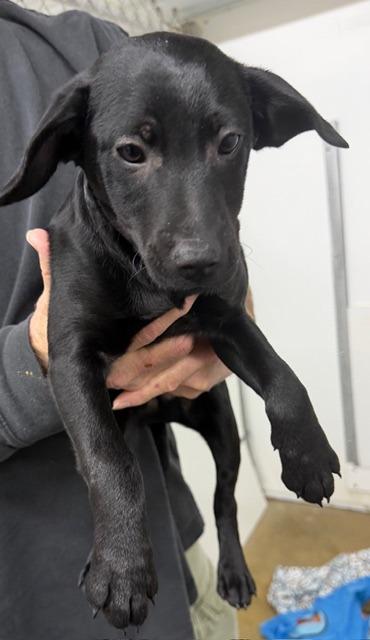 Fred, Adoptable, Puppy Male Mixed Breed.