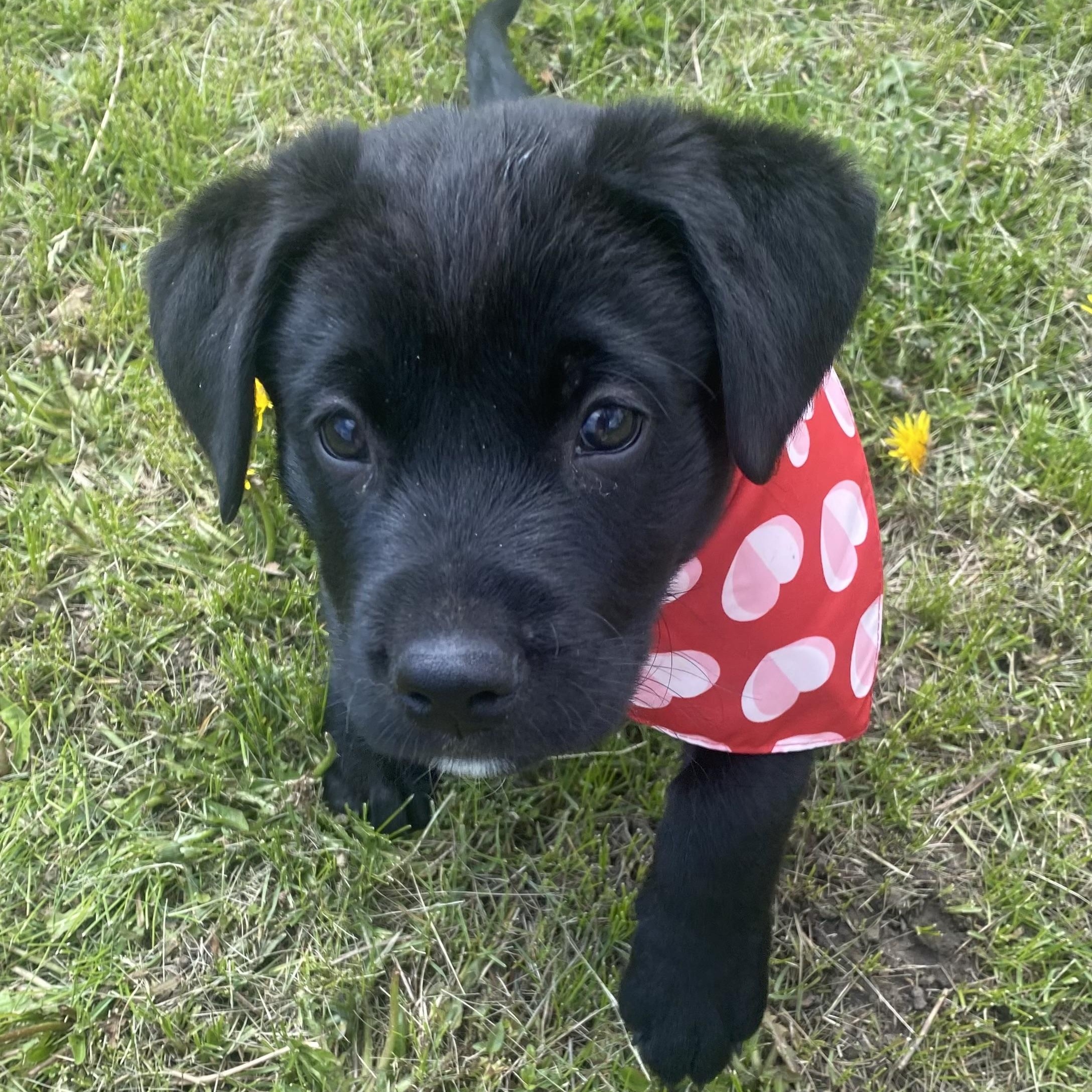 Enlarge Leo, a Adoptable mixed breed in Mississauga , ON image 5/6