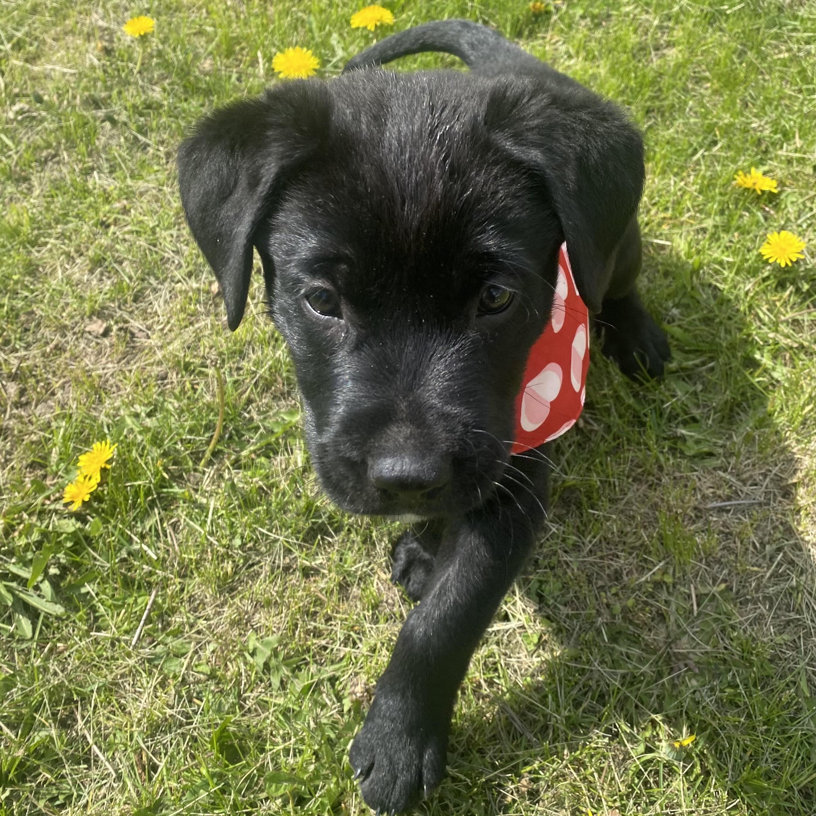 Enlarge Leo, a Adoptable mixed breed in Mississauga , ON image 6/6