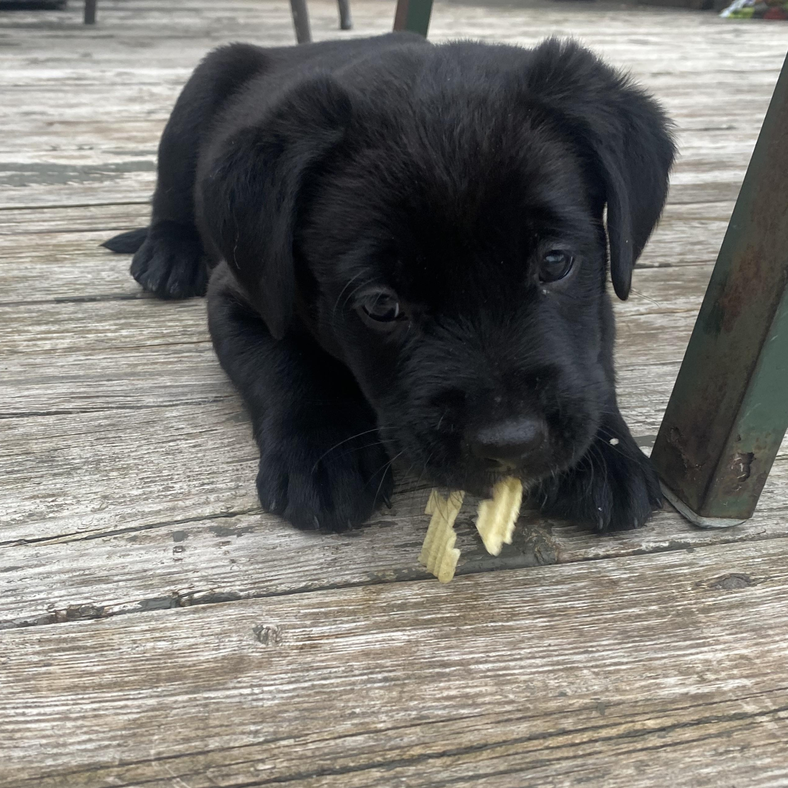 Leo, Adoptable, Puppy Male Labrador Retriever.