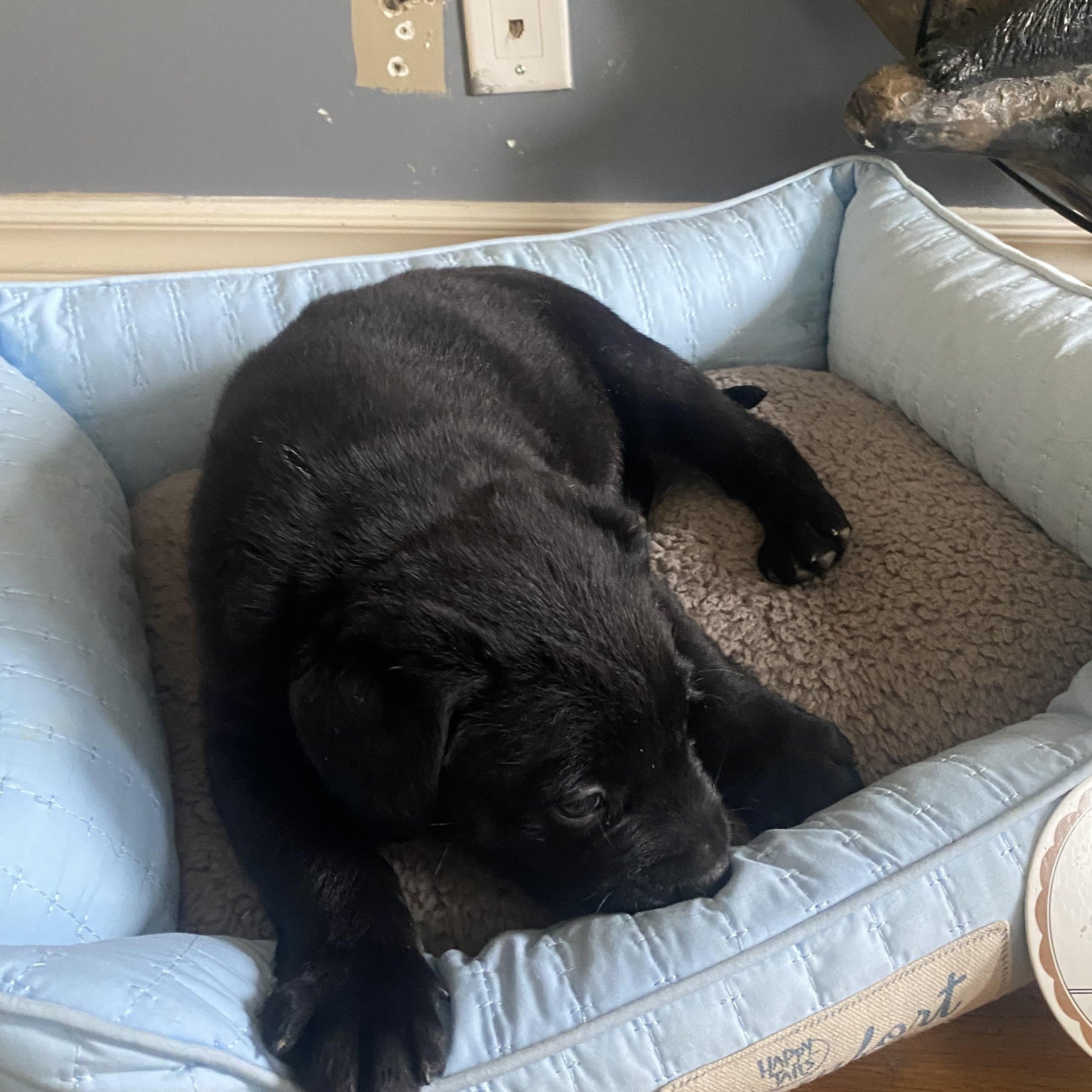 Enlarge Leo, a Adoptable mixed breed in Mississauga , ON image 2/6