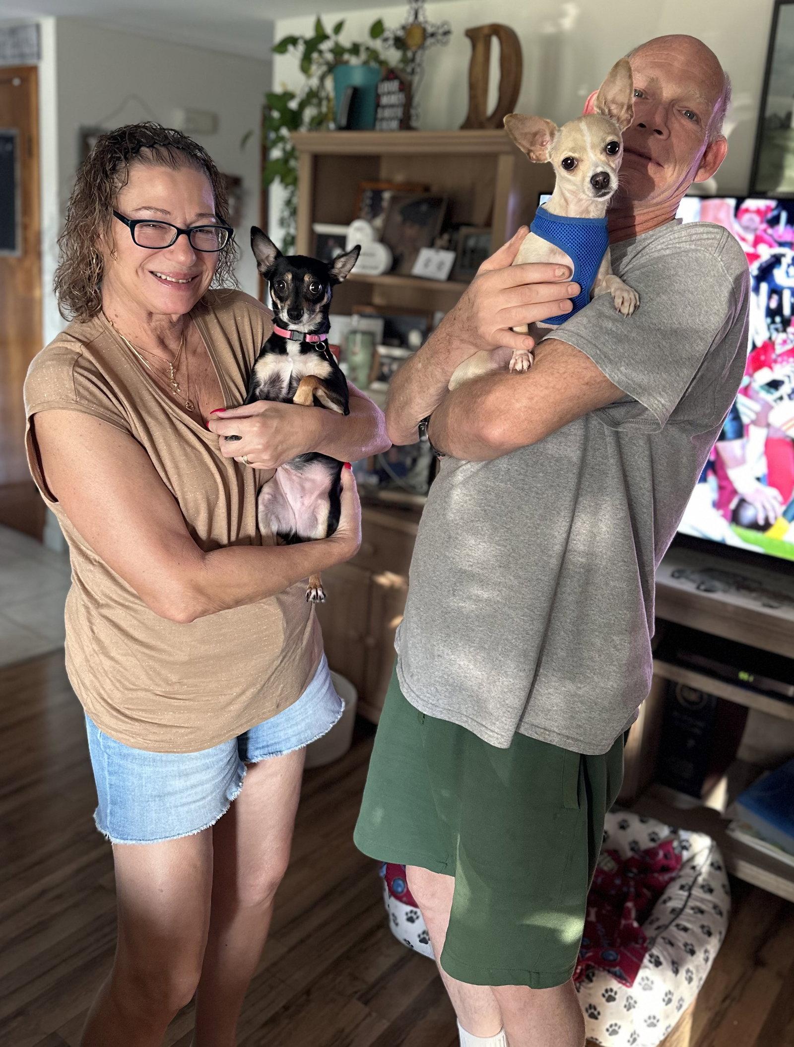 Kane, Adopted, Adult Male Chihuahua.