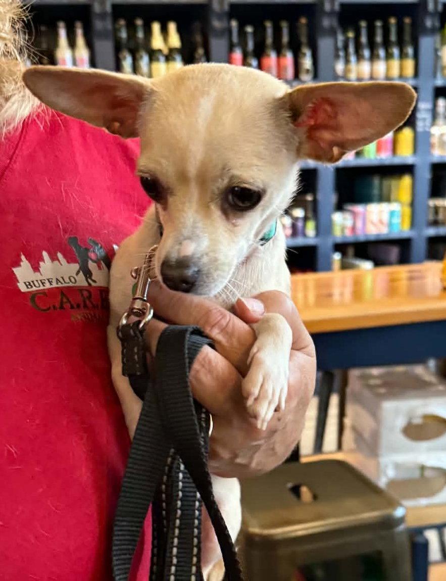 Enlarge Kane, a Adopted Chihuahua in Tonawanda, NY image 2/3