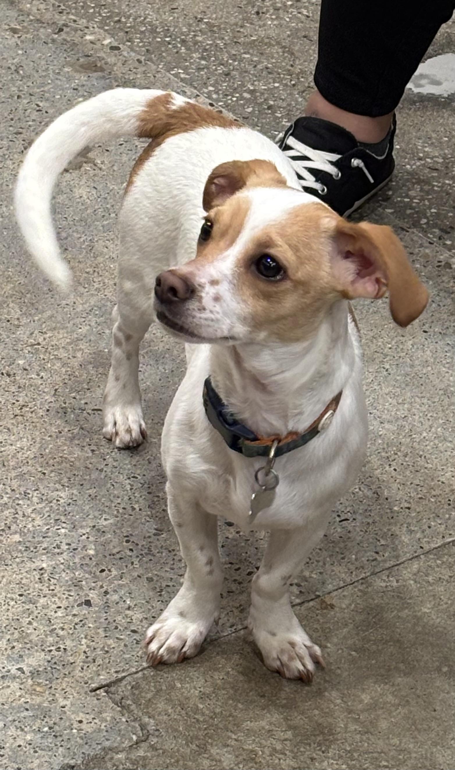 Enlarge Benjamin Button, a ADOPTABLE mixed breed in Thousand Oaks, CA image 2/3