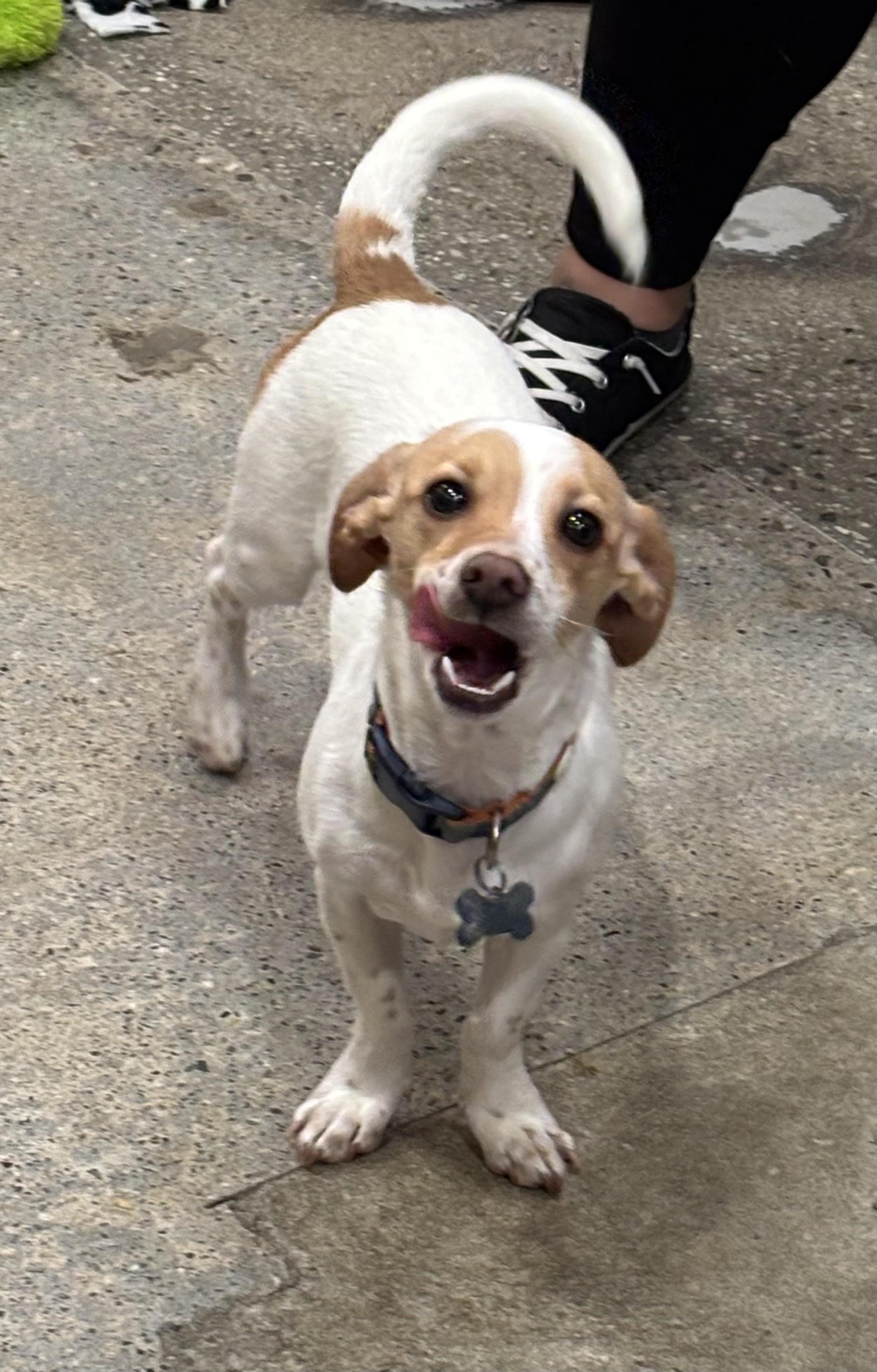 Enlarge Benjamin Button, a ADOPTABLE mixed breed in Thousand Oaks, CA image 3/3