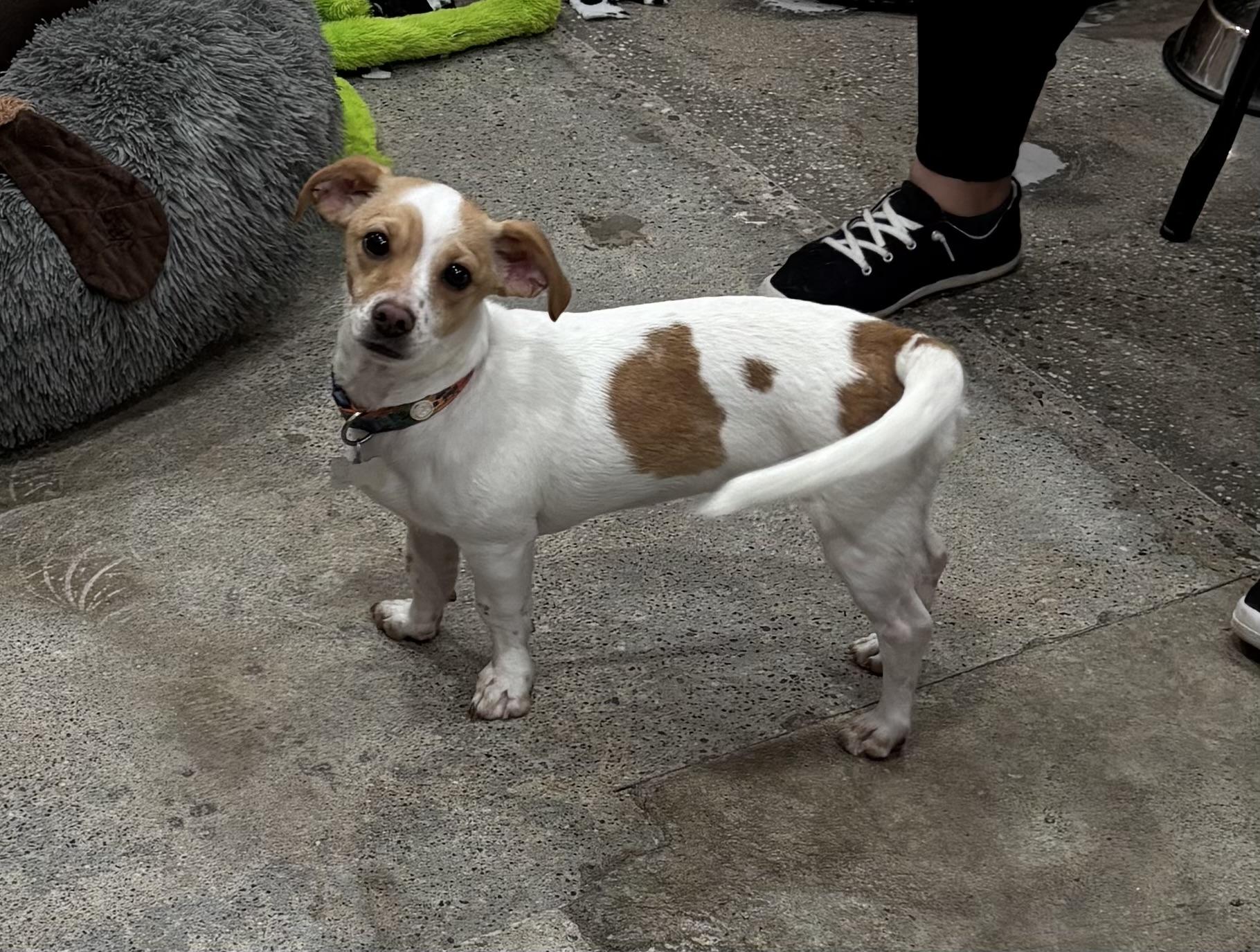 Enlarge Benjamin Button, a ADOPTABLE mixed breed in Thousand Oaks, CA image 1/3