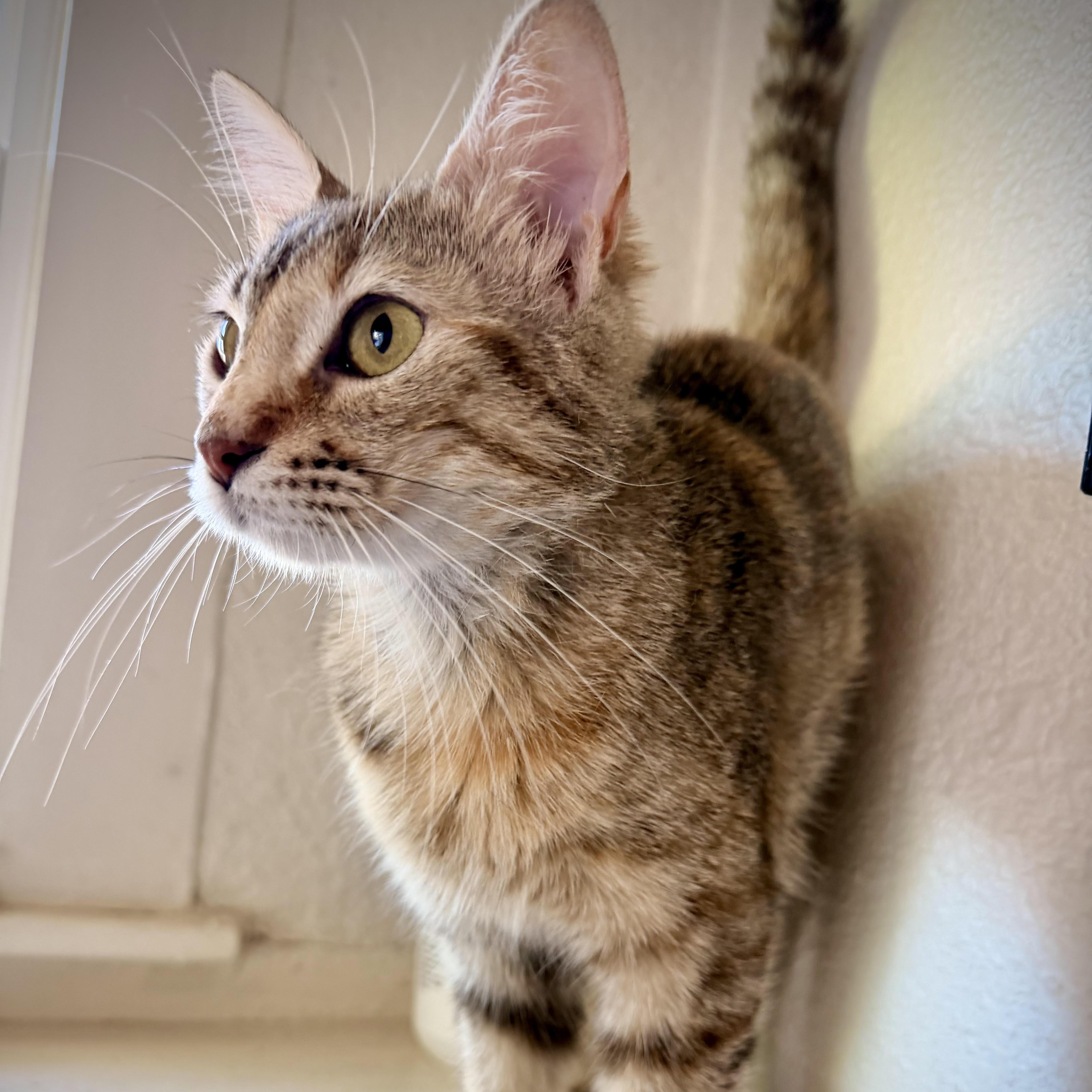 Enlarge Becky, a Adoptable Domestic Short Hair in Colorado Springs, CO image 4/6