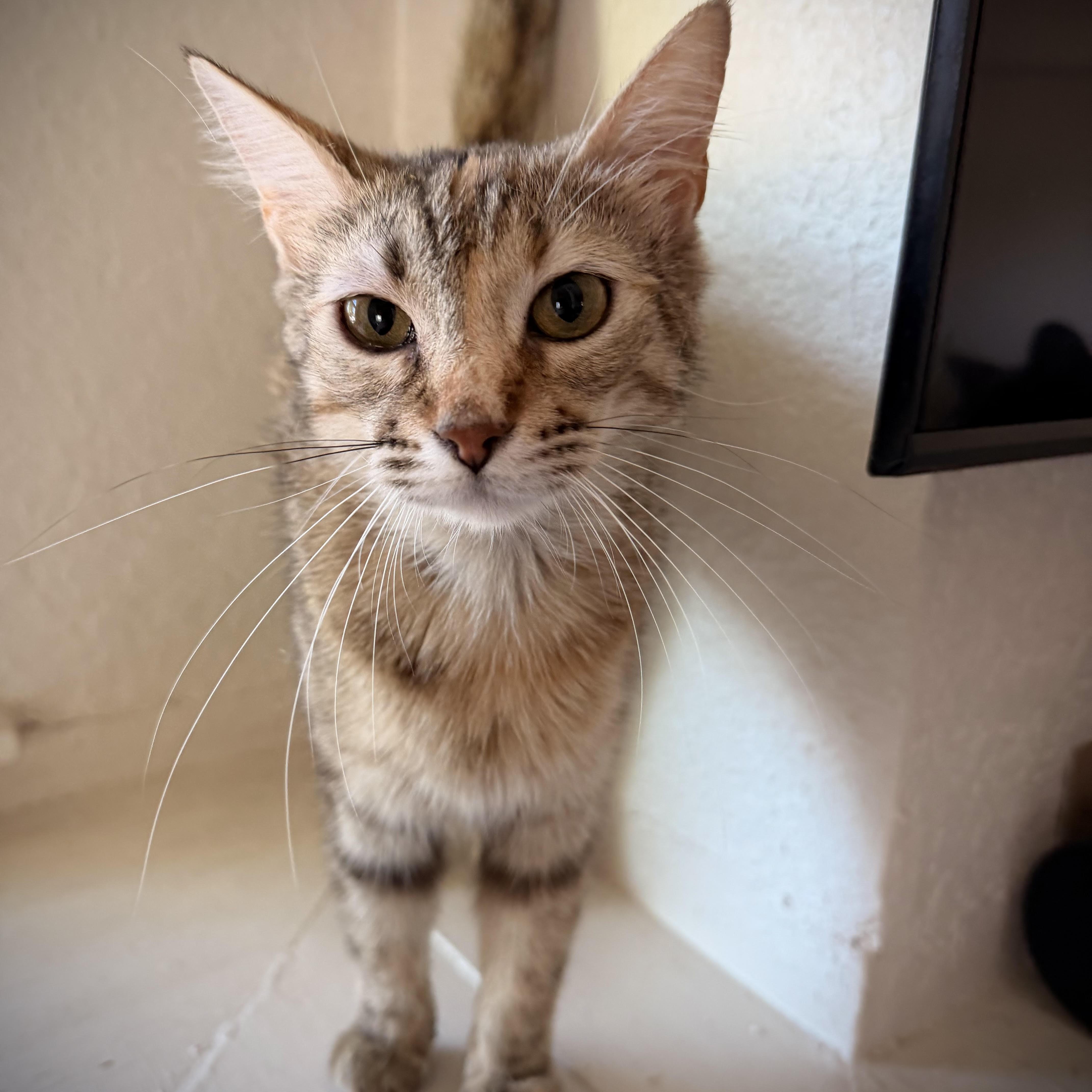 Enlarge Becky, a Adoptable Domestic Short Hair in Colorado Springs, CO image 1/6