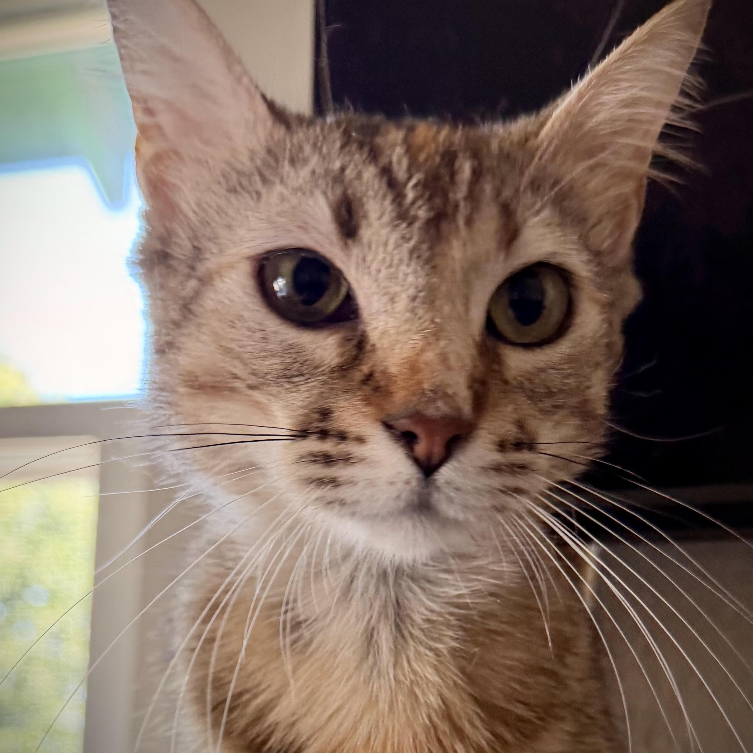 Enlarge Becky, a Adoptable Domestic Short Hair in Colorado Springs, CO image 3/6