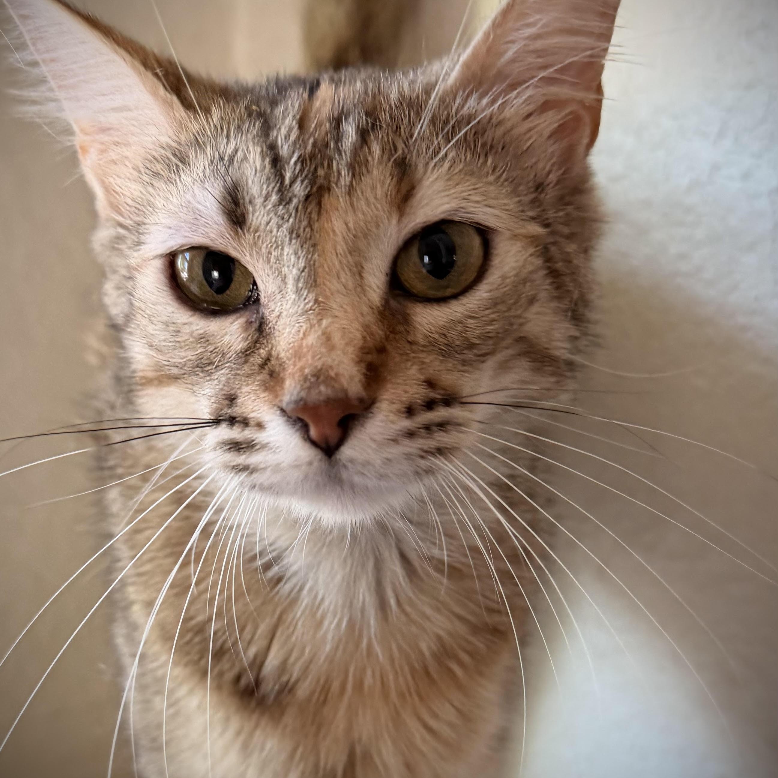 Enlarge Becky, a Adoptable Domestic Short Hair in Colorado Springs, CO image 5/6
