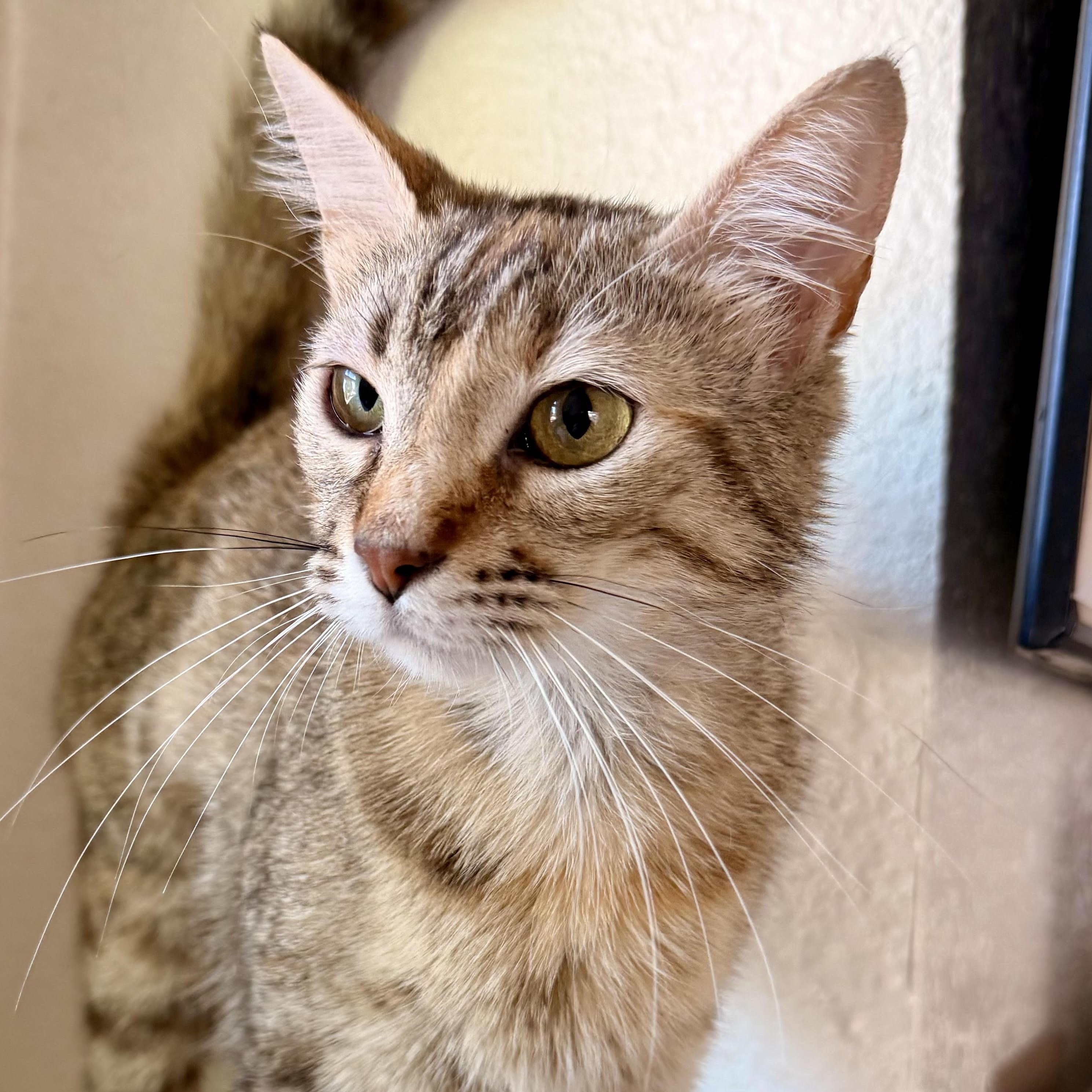 Enlarge Becky, a Adoptable Domestic Short Hair in Colorado Springs, CO image 2/6