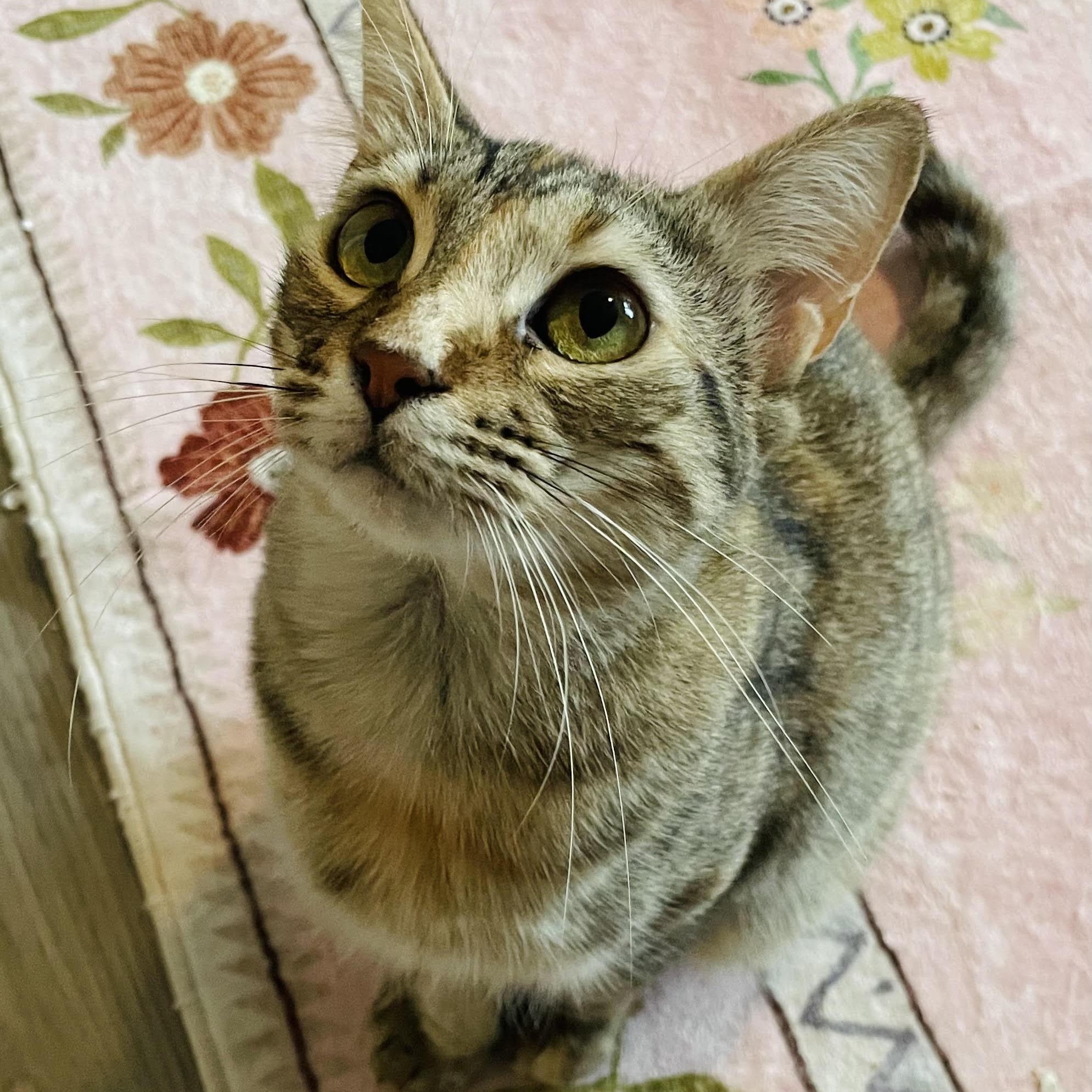 Enlarge Becky, a Adoptable Domestic Short Hair in Colorado Springs, CO image 6/6