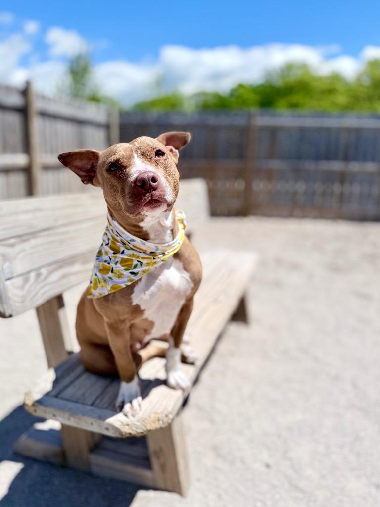 Jules (foster), Adoptable, Adult Female Mixed Breed.