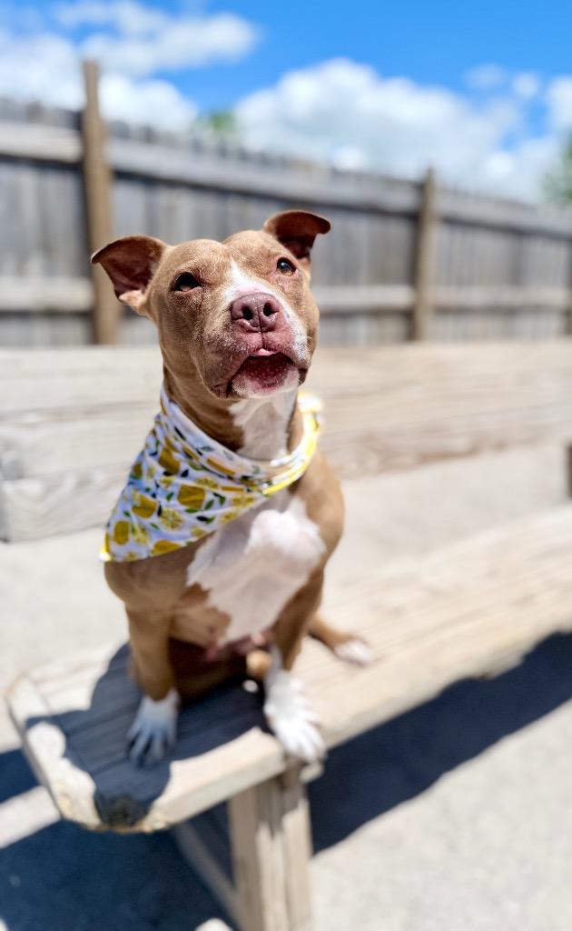 Jules (foster), Adoptable, Adult Female Mixed Breed.