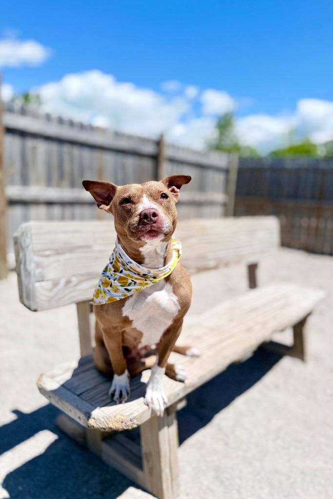 Enlarge Jules (foster), a Adoptable Mixed Breed in Muskegon, MI image 4/4