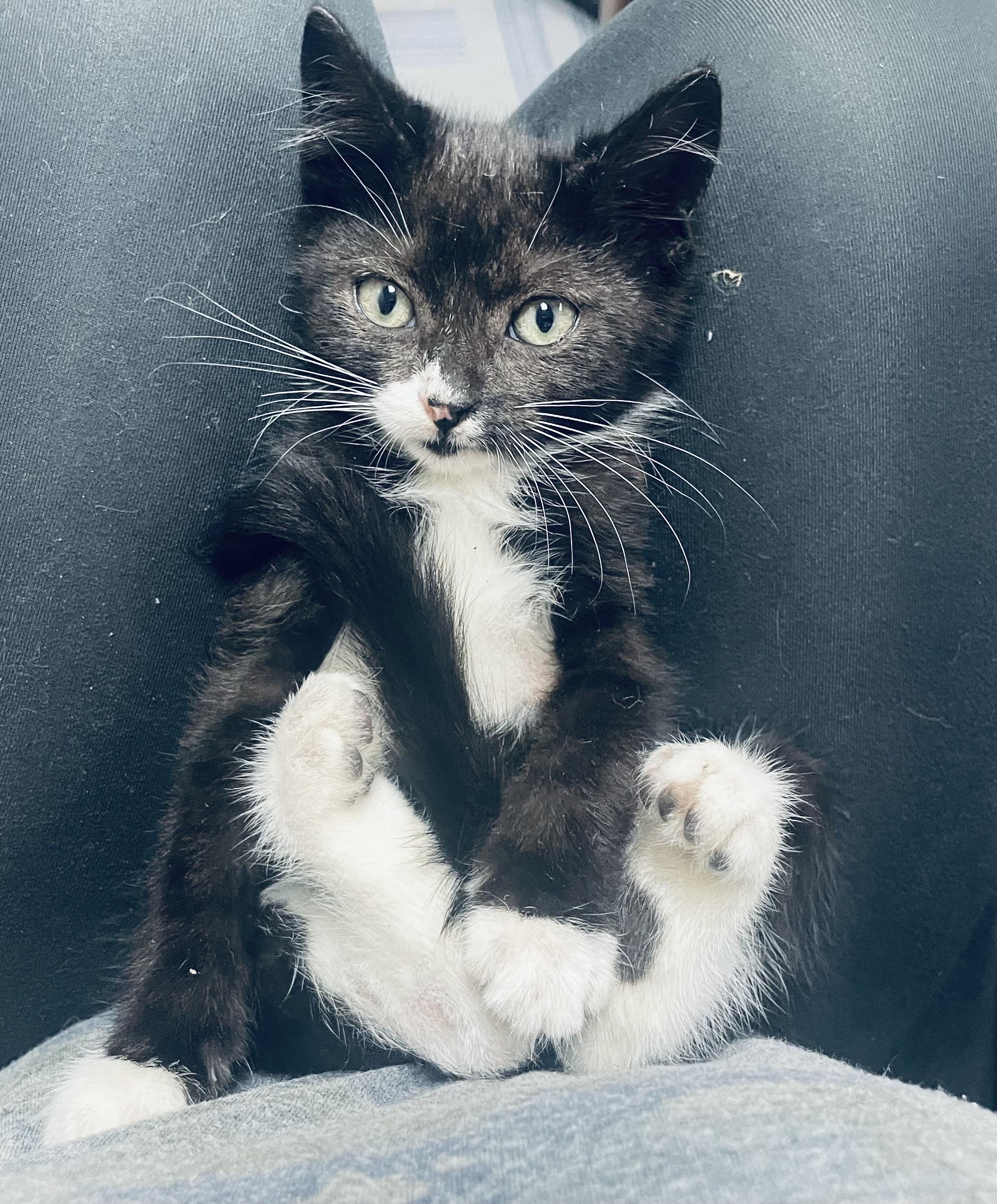 Kitsch, adopted, Kitten Female Tuxedo & Domestic Short Hair.