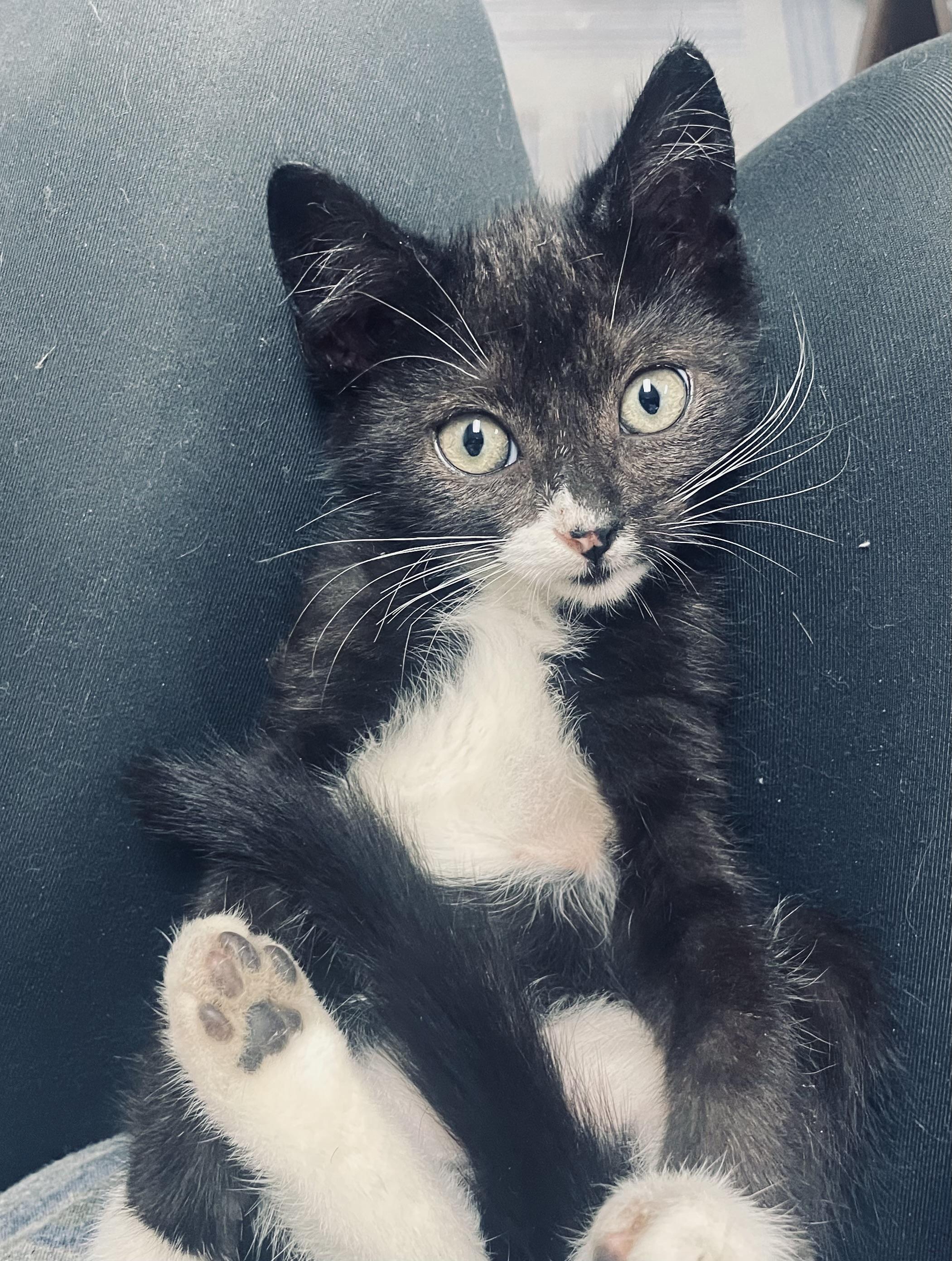 Kitsch, an adopted mixed breed in Seabrook, TX image 2/4