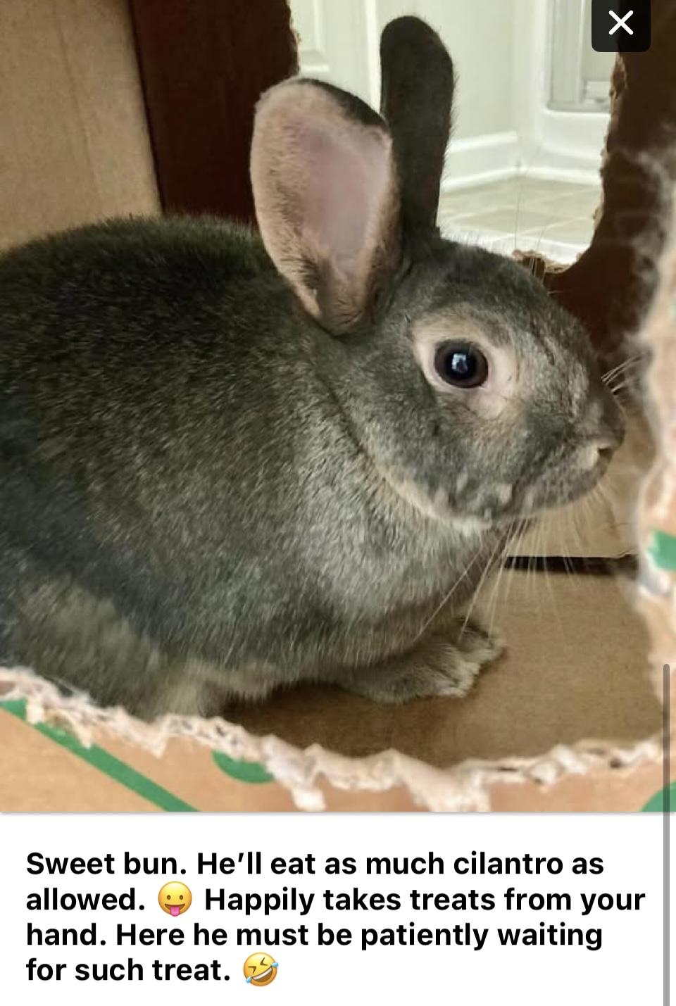 Enlarge Grayson, a Adoptable Bunny Rabbit in Laurens, SC image 2/4
