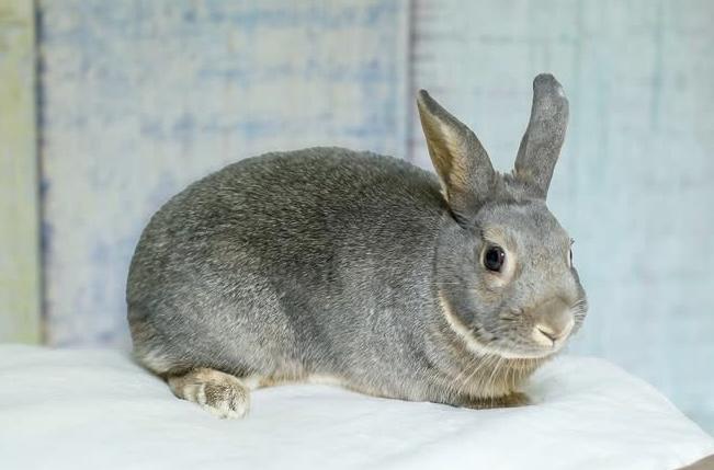 Enlarge Grayson, a Adoptable Bunny Rabbit in Laurens, SC image 3/4