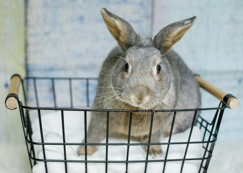 Grayson, Adoptable, Adult Male Bunny Rabbit.