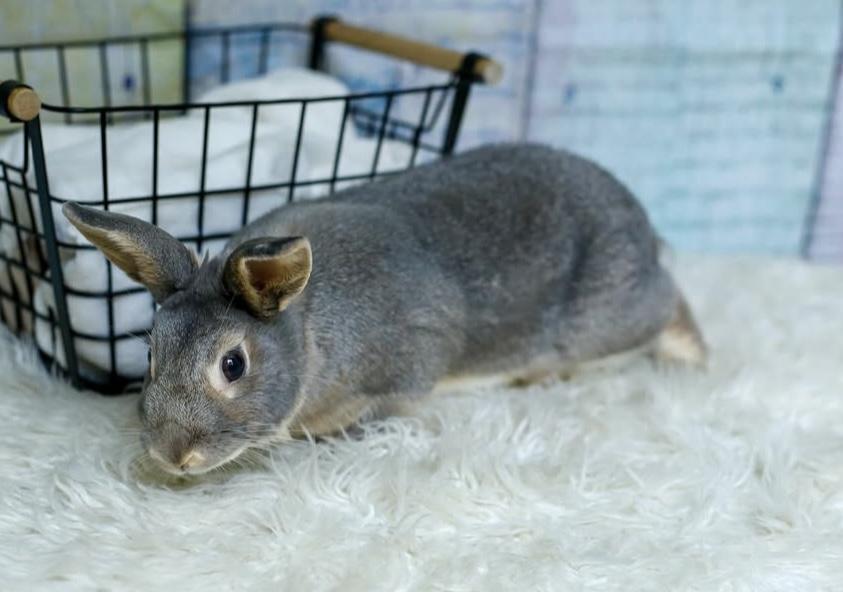Enlarge Grayson, a Adoptable Bunny Rabbit in Laurens, SC image 4/4