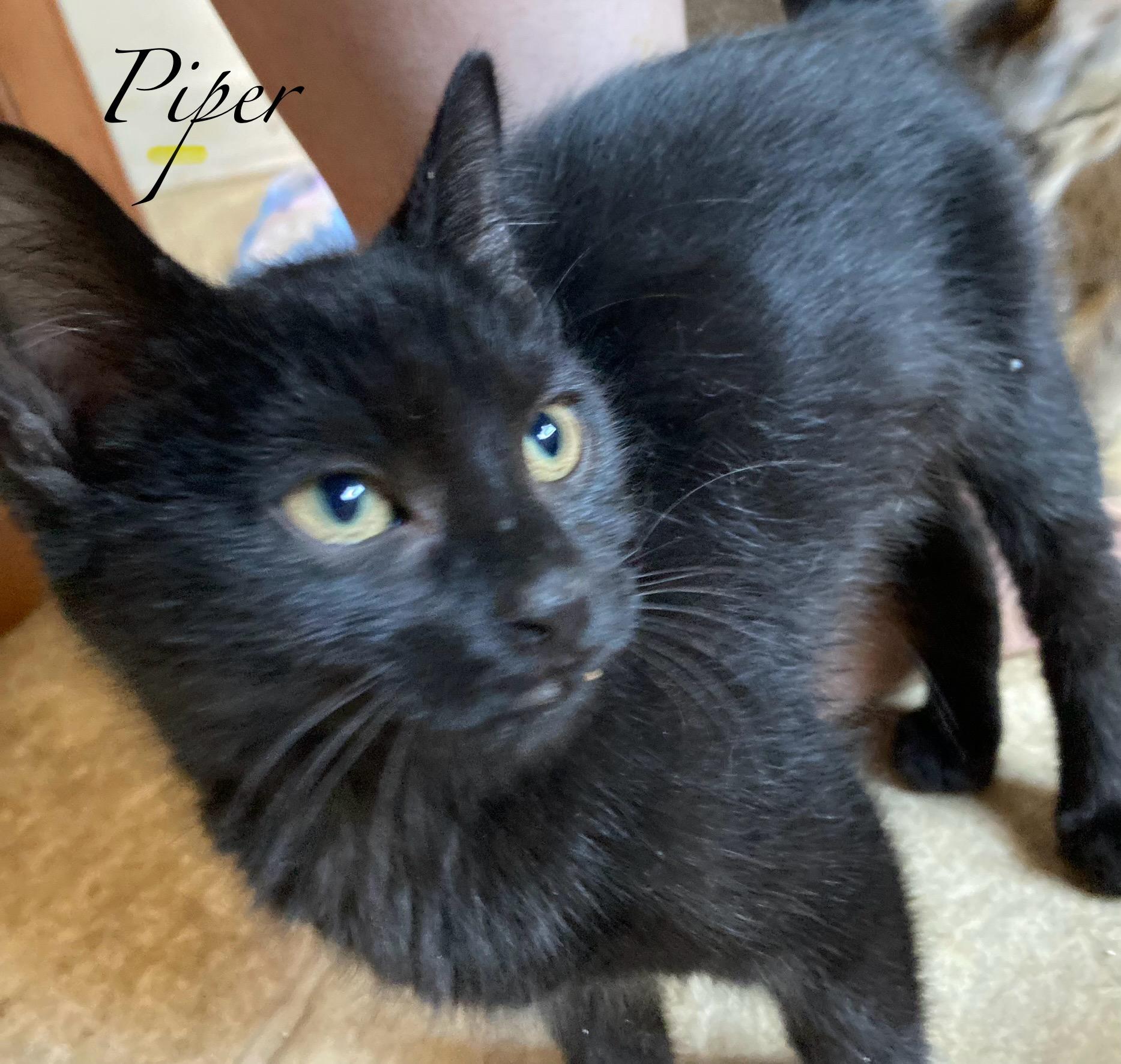 Piper, Young Male Domestic Short Hair