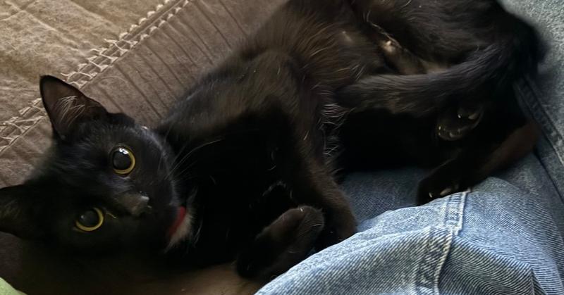 Enlarge Coraline, a Adoptable Domestic Short Hair in Harpers Ferry, WV image 2/6