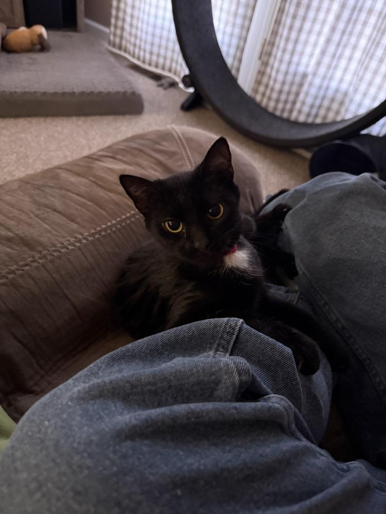 Enlarge Coraline, a Adoptable Domestic Short Hair in Harpers Ferry, WV image 3/6